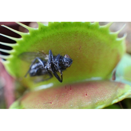 Plante carnivore mangeuse de mouches