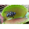 Plante carnivore mangeuse de mouches